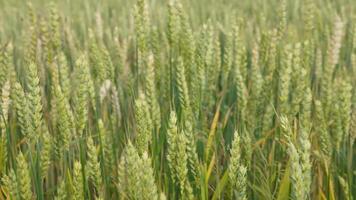 Close-up of green wheat spikes growing in field at summer day video