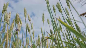 Low angle view pf green wheat ears close-up against blue sky in summer field video
