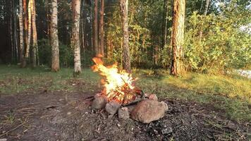 Enjoy a peaceful evening ambiance as a campfire crackles in a serene forest. Sunlight filters through the trees, creating a perfect outdoor escape. video