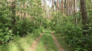 A peaceful walk through a lush forest reveals a tranquil dirt path framed by vibrant foliage and tall trees under a bright sky in late spring. video