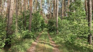 Wander through a peaceful woodland area showcasing a dirt path flanked by vibrant trees and dense plants under clear skies. video