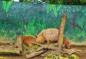 Capybara Grazing in Enclosure at Habitat Exhibit photo