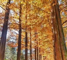 Walking Through Tall Trees with Golden Autumn Foliage photo