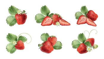Fresh strawberries with green leaves and flowers vector