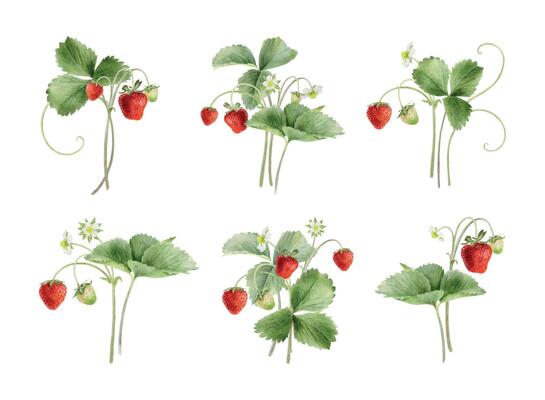 Set Watercolor illustrations of Strawberry branch with fruits, leaves and flowers. Wild strawberry with runners and greenery. Isolated botanical clipart for package, cosmetic, agriculture farming