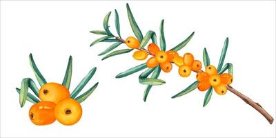 watercolor set of sea buckthorn branch and berries. Sea buckthorn branch close-up, isolated. Orange juicy sea buckthorn berries on transparent background. Healthy autumn berries vector