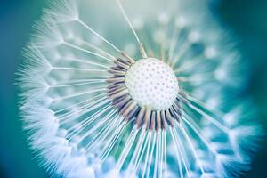 Dreamy macro closeup dandelion under soft sunrise light, magical bokeh blur, meadow background, inspiring peaceful nature scene, natural wallpaper serene design calm morning atmosphere. Zen meditation photo