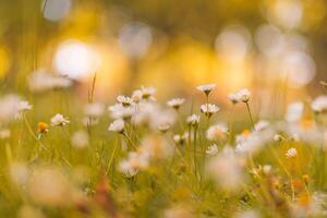 Beautiful warm panoramic white daisy closeup glowing in soft sunset light, magical dreamy bokeh, gentle floral tones, peaceful meadow background, serene natural atmosphere, inspiring wallpaper texture photo