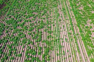texture of planted rows in a wide agricultural area, aerial drone view photo