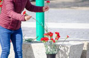 a woman picking red carnations at the celebration of April 25th in Portugal in Revolucao dos Cravos Freedom day photo