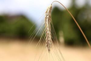 Macro photo of a single ripe barley spikelet with long awns, curving gently against a blurred natural background. A detailed and serene representation of harvest time.