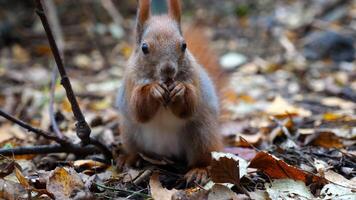 Wild fluffy squirrel gnawing nut at forest. Cute brown rodent eating found walnuts at autumn park. Portrait to small sciurus chewing food outdoor. Concept of wildlife photo