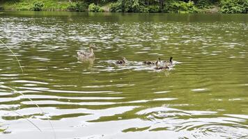 Mallard with ducklings floatin in the lake at summer day. Mother duck with brood swimming at pond. Birds family in the nature habitat. Concept of animal wildlife. Close up Slow mo photo