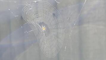 Spiderweb swaying in wind at garden with sunlight at backgroud.Spider builds a cobweb outdoor. Beautiful nature scene on summer day. Concept of wildlife. Slow motion photo