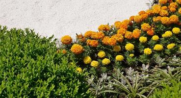 Flower Bed decoration. Marble chips separate even rows of ornamental plants and flowers photo