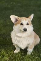 Welsh Corgi Pembroke dog sits on a manicured green lawn in a park in summer photo