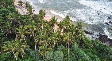 Aerial view of the beach with palm trees. Sri-lanka, Matara photo