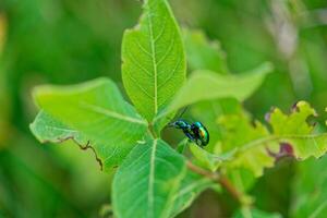 Japanese beetles mating on a plant photo