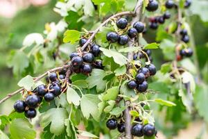 Close-up of a branch of a blackcurrant bush laden with ripe berries and juicy green leaves. photo