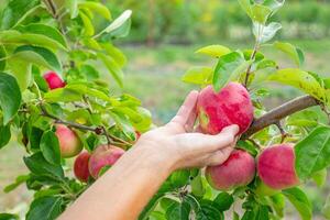 Fruit harvesting. Hand reaches out to pick a ripe red apple from a branch laden with fruits and green leaves in an orchard. photo