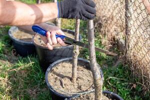 A gardener cut his finger while pruning a small potted tree with a folding saw, preparing it for replanting or shaping. photo