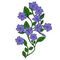 Delicate illustration of a periwinkle branch with vibrant purple flowers and lush green leaves, showcasing intricate details and a graceful, natural aesthetic. vector