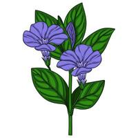 Delicate illustration of a stylized periwinkle sprig with two vibrant purple blossoms and lush green leaves, showcasing a detailed handdrawn style perfect for botanical designs. vector