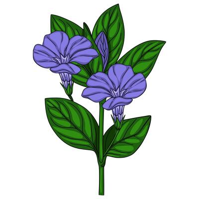 Delicate illustration of a stylized periwinkle sprig with two vibrant purple blossoms and lush green leaves, showcasing a detailed handdrawn style perfect for botanical designs.