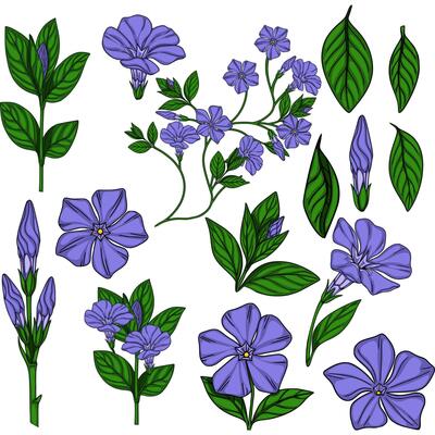 Detailed illustration of periwinkle flowers and leaves, showcasing various stages of bloom and leaf shapes, ideal for botanical designs and spring themes.