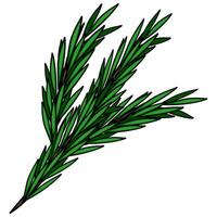 A detailed illustration of a rosemary sprig, showcasing its vibrant green leaves and intricate details, perfect for culinary or botanical designs. vector