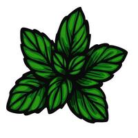 A vibrant illustration of green mint leaves arranged in a cluster, showcasing their detailed texture and rich color. vector