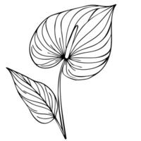 Elegant illustration of a stylized Anthurium flower with detailed line art, showcasing its unique heart-shaped spathe and textured leaves, perfect for botanical designs. vector