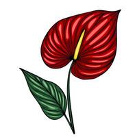 Vibrant illustration of a single Anthurium flower with detailed textured petals in rich red and a contrasting green leaf, perfect for botanical designs. vector
