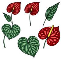 illustration of vibrant red Anthurium flowers and heart-shaped leaves, meticulously detailed with intricate vein patterns, perfect for tropical-themed designs. vector