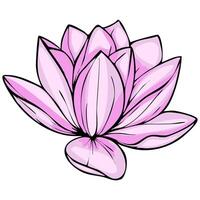 Delicate illustration of a single pink lotus flower, showcasing its intricate petal structure with bold outlines and soft color gradients, perfect for feminine designs. vector