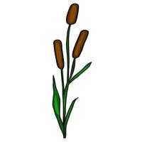 This illustration depicts a stylized Typha plant, featuring three brown cattail heads on a single green stem with detailed leaves, offering a simple yet elegant botanical design. vector