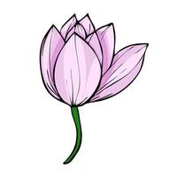 Elegant illustration of a single light pink magnolia flower with a dark green stem, showcasing a stylized hand-drawn design with bold outlines and subtle shading. vector