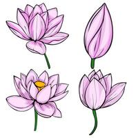 A illustration featuring four delicate pink lotus flowers in various stages of bloom, showcasing detailed petals and a vibrant yellow center in one blossom, perfect for elegant design projects. vector