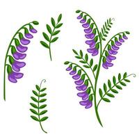 A charming illustration of tufted vetch, featuring various elements like individual flowers, leaves, and a full flowering stem, all in vibrant purple and green hues, perfect for design proje... vector