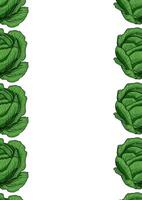 A decorative border featuring illustrated green cabbages on a white background, creating a fresh and vibrant frame. vector