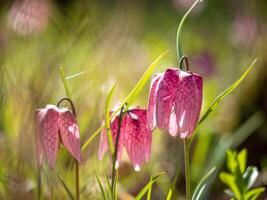 Pink flowers in the grass with sunlight photo
