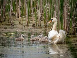 A mother swan and her babies in a pond photo