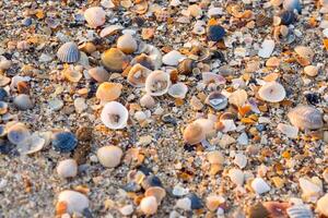 A beach with many shells on it photo