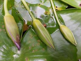Three water lily buds on a leaf photo