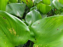 A close up of a plant with many leaves photo