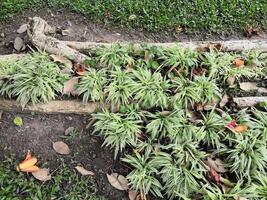 A plant growing out of a log in the grass photo