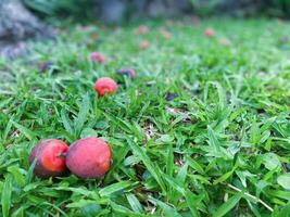 Two red apples are laying on the grass photo