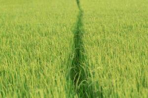 A path in a green field with grass growing photo