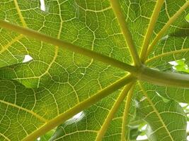 A close up view of a large green leaf photo