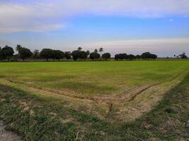 A field with green grass and trees photo